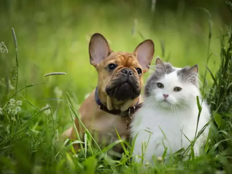 hond en kat bij elkaar in een grasveld