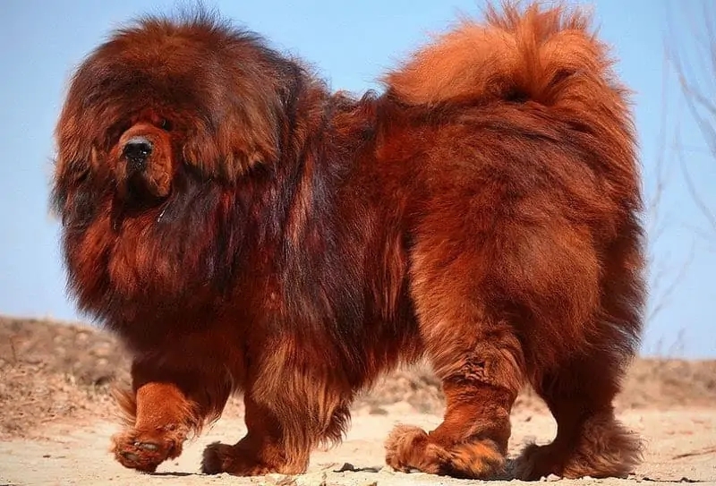 tibetaanse mastiff