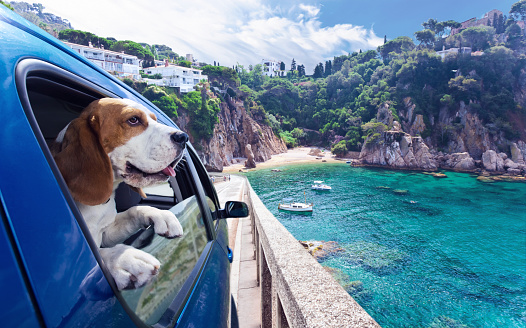 Beagle uit de ruit van een auto aan het hangen terwijl hij naar de zee kijkt