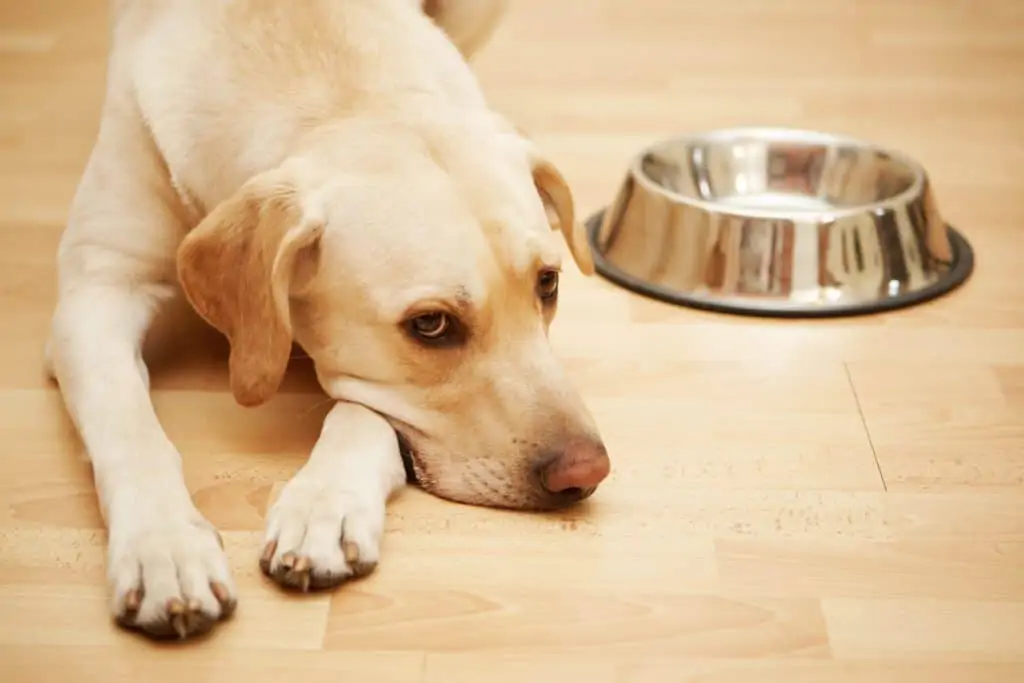 droevige hond ligt op de grond na eten van gevaarlijke voeding