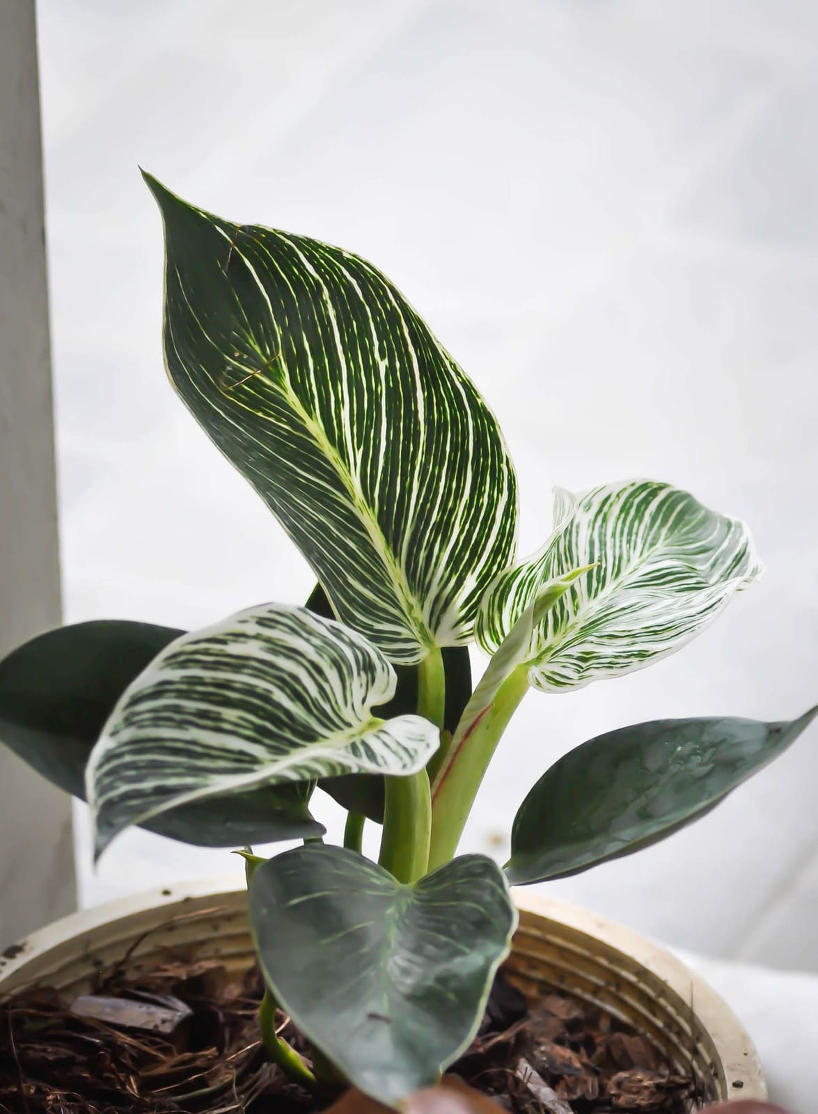 Philodendron, giftige plant voor katten