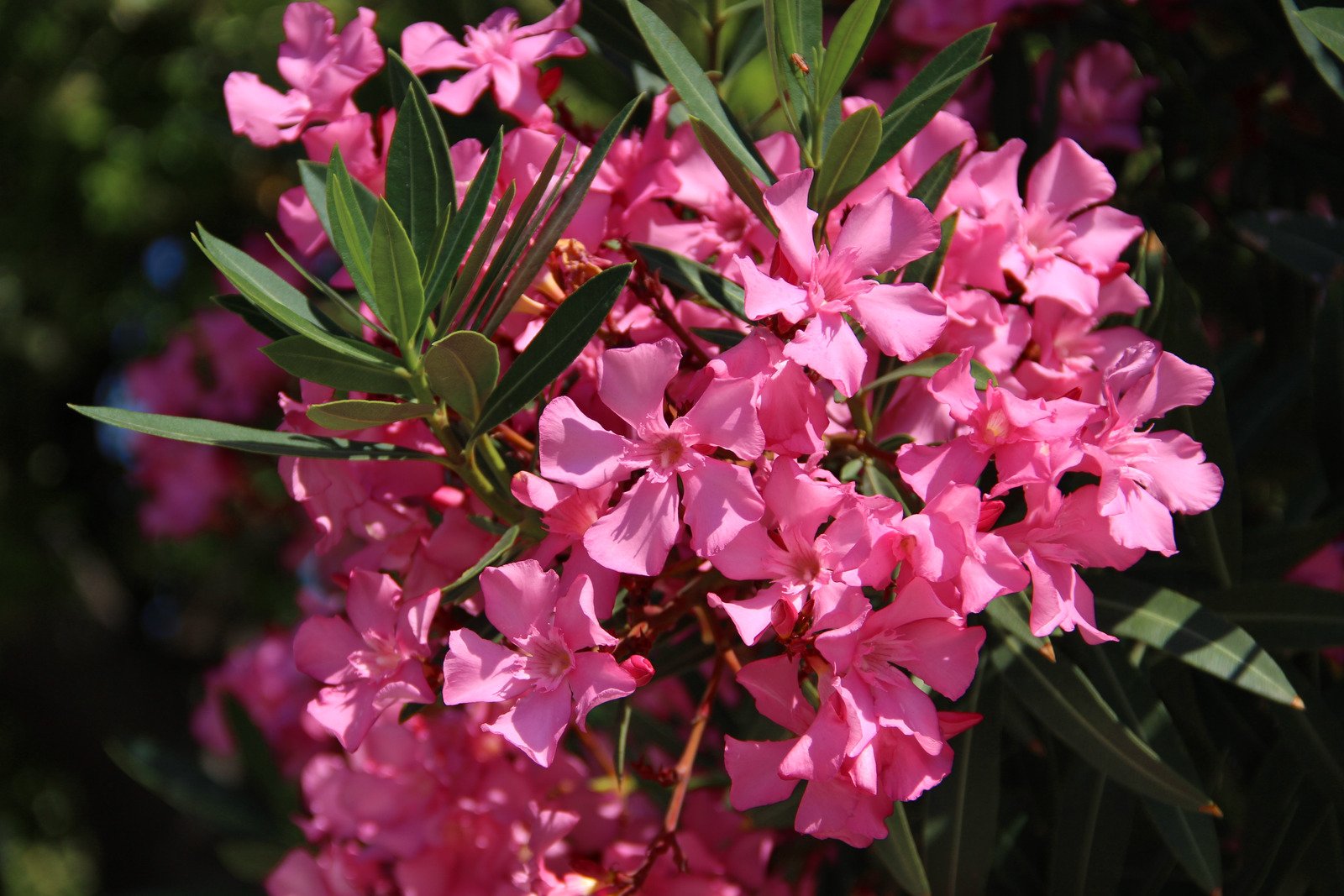 Oleander, giftige plant voor katten