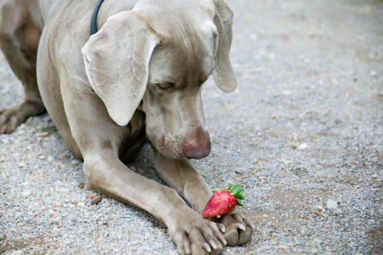 Weimarse staande hond of Weimaraner speelt met aardbei