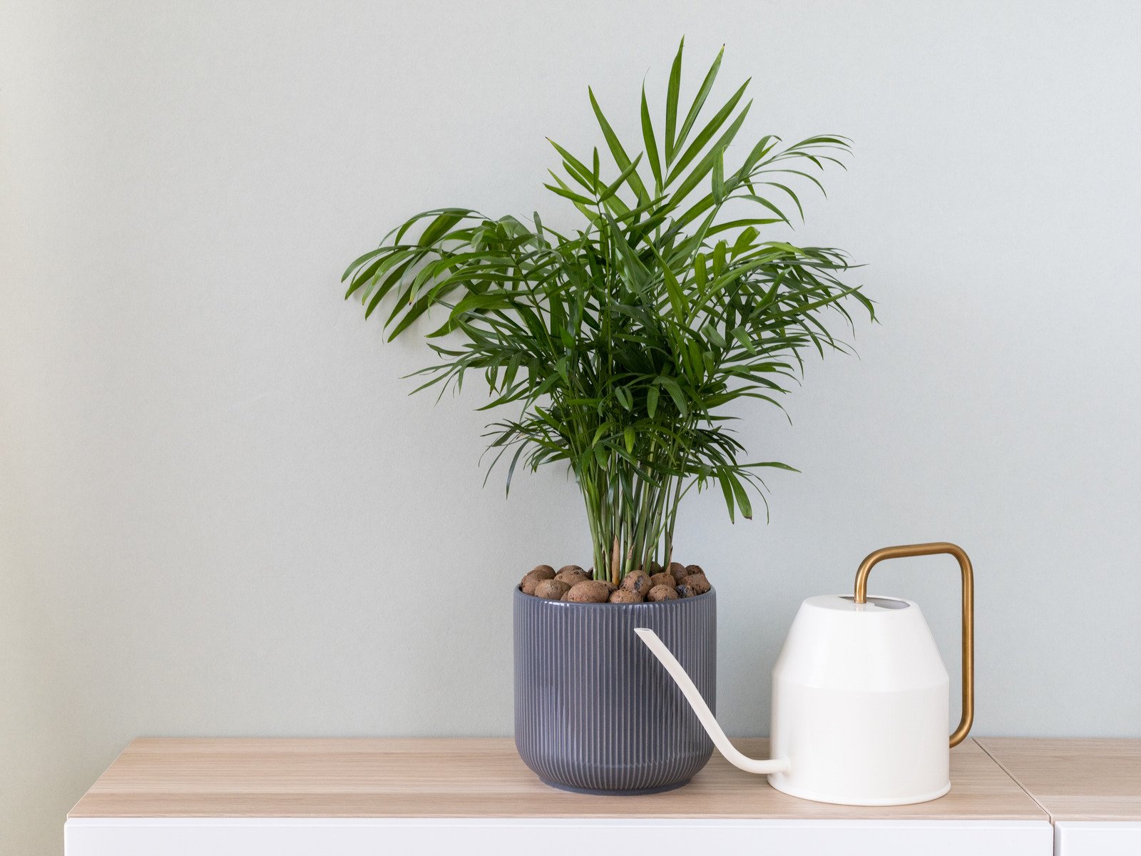 Parlor Palm (Chamaedorea elegans), veilige plant voor katten