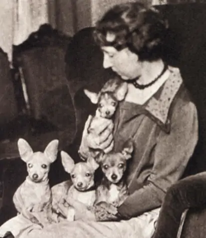 vrouw met vier chihuahuas op haar schoot