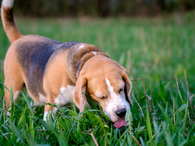 Beagle eet gras