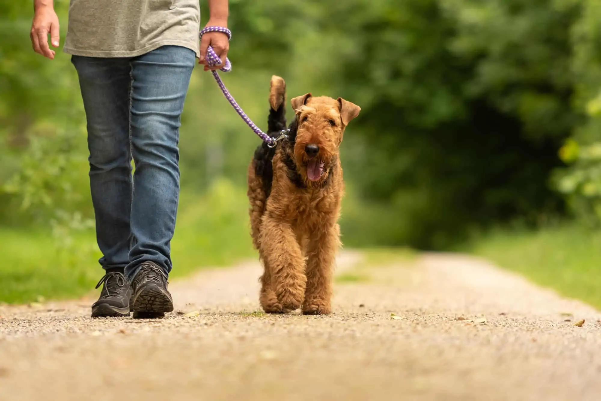 wandelen met je hond aan de leiband
