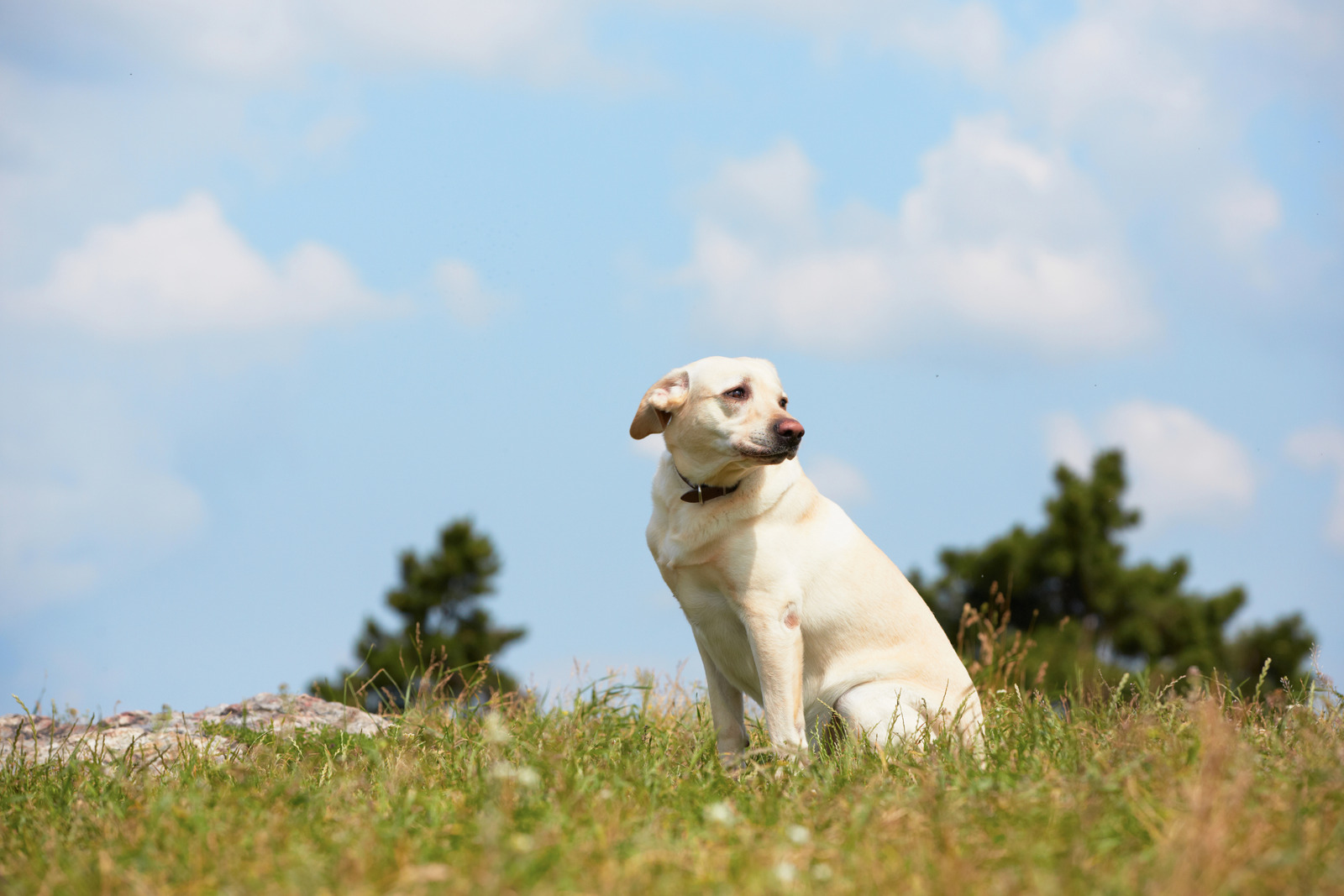 zieke witte labrador hond zit in gras nadat hij gal heeft overgeven